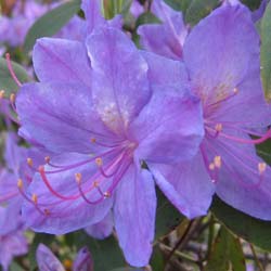 Rododendro roxo 'Augustinii'